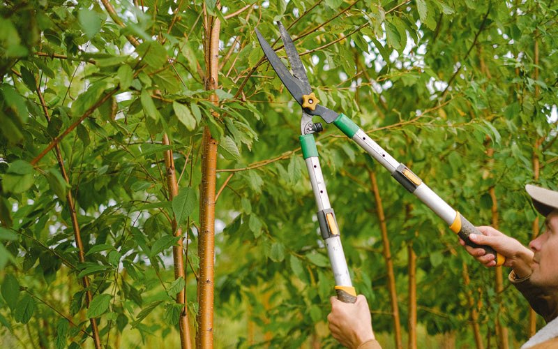 Tree trimming in Sumatra, MT