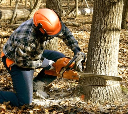 Tree Removal in Sumatra, MT